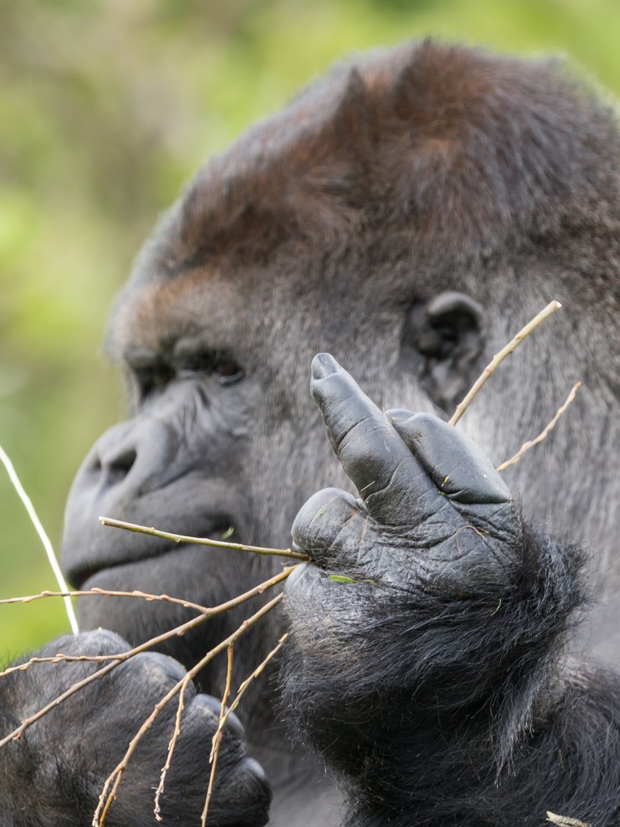 Белоносая мартышка