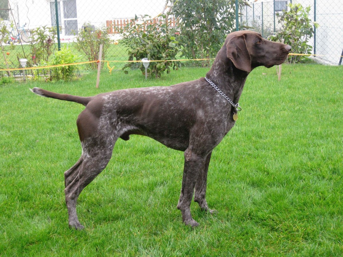 Порода собак немецкий Курцхаар