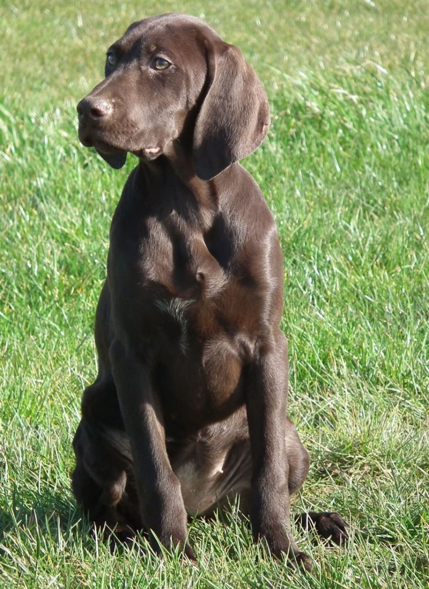 Немецкий Пойнтер Курцхаар