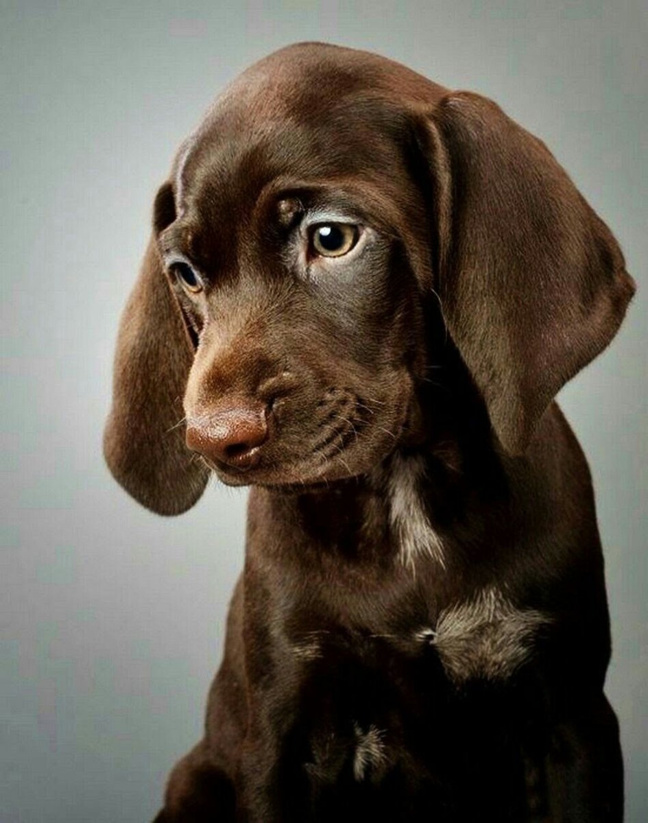 Пойнтер шоколадный