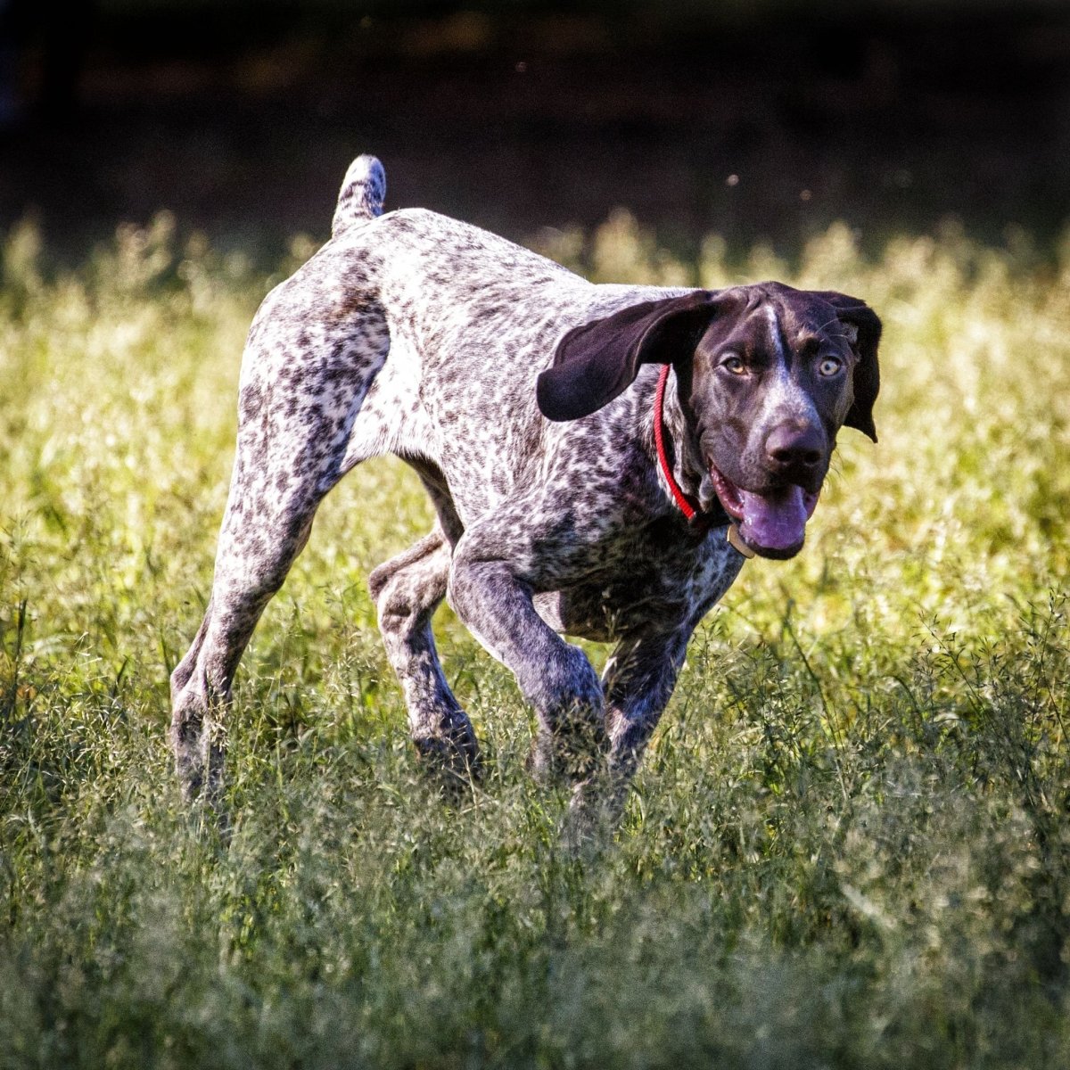 Немецкая легавая Курцхаар