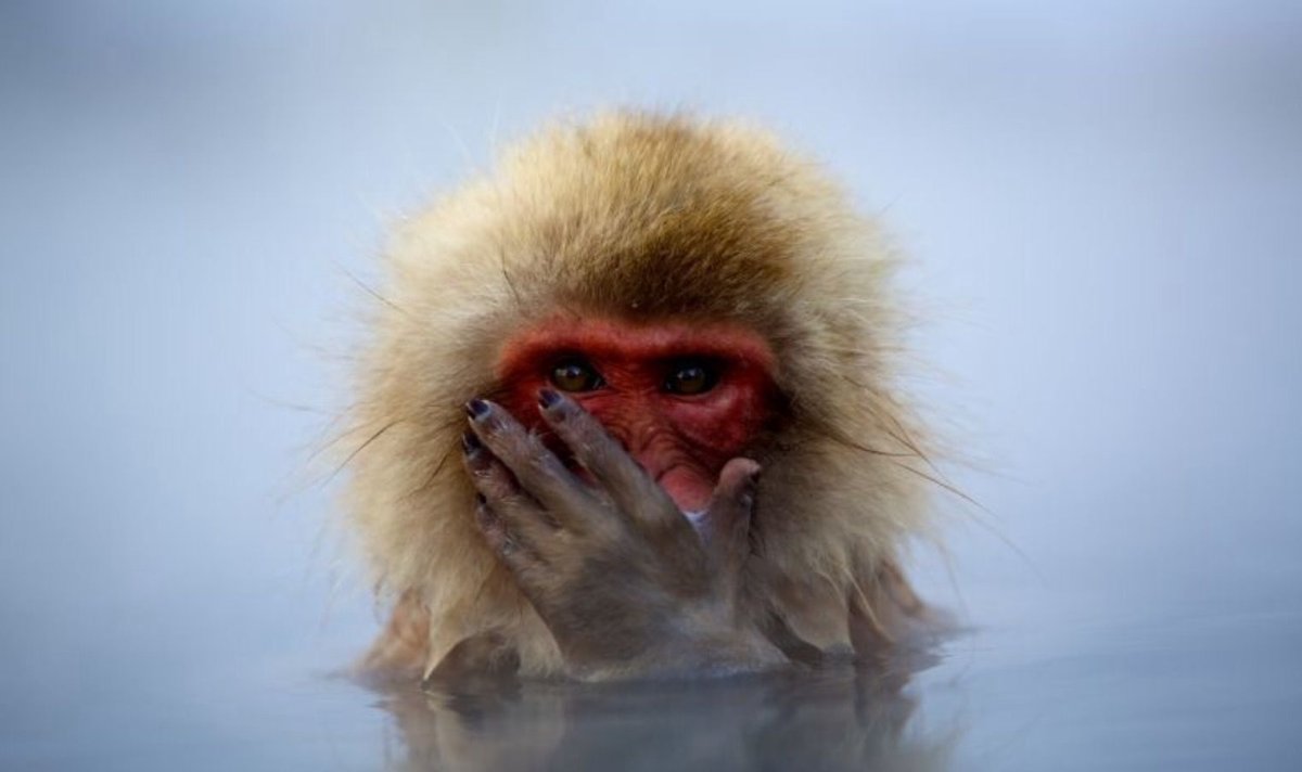 Макак-резус Сэм