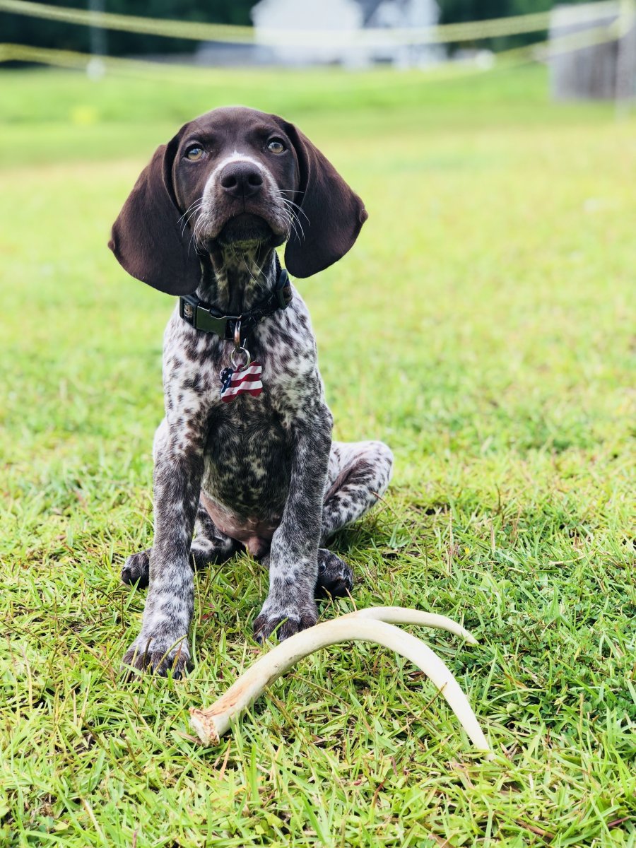 Пойнтер Курцхаар