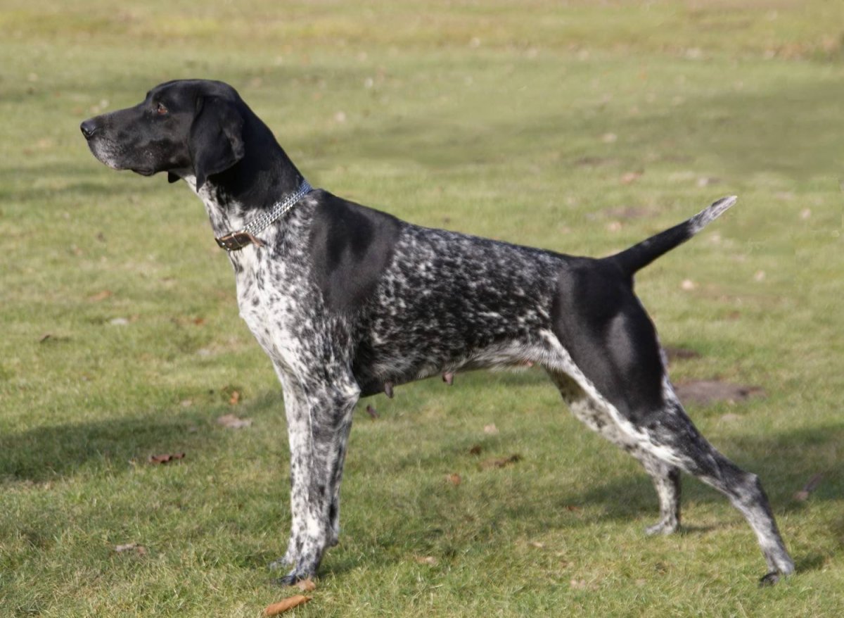 Легавая Курцхаар черный