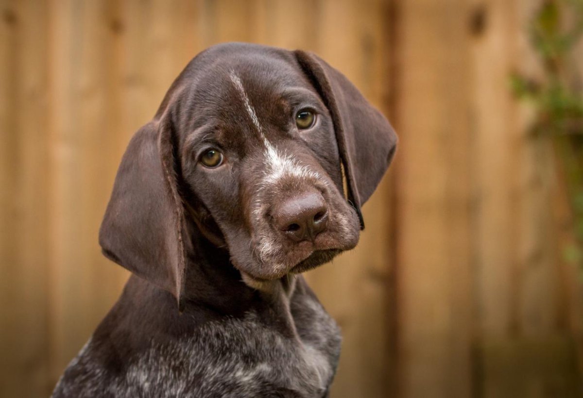 Курцхаар серый