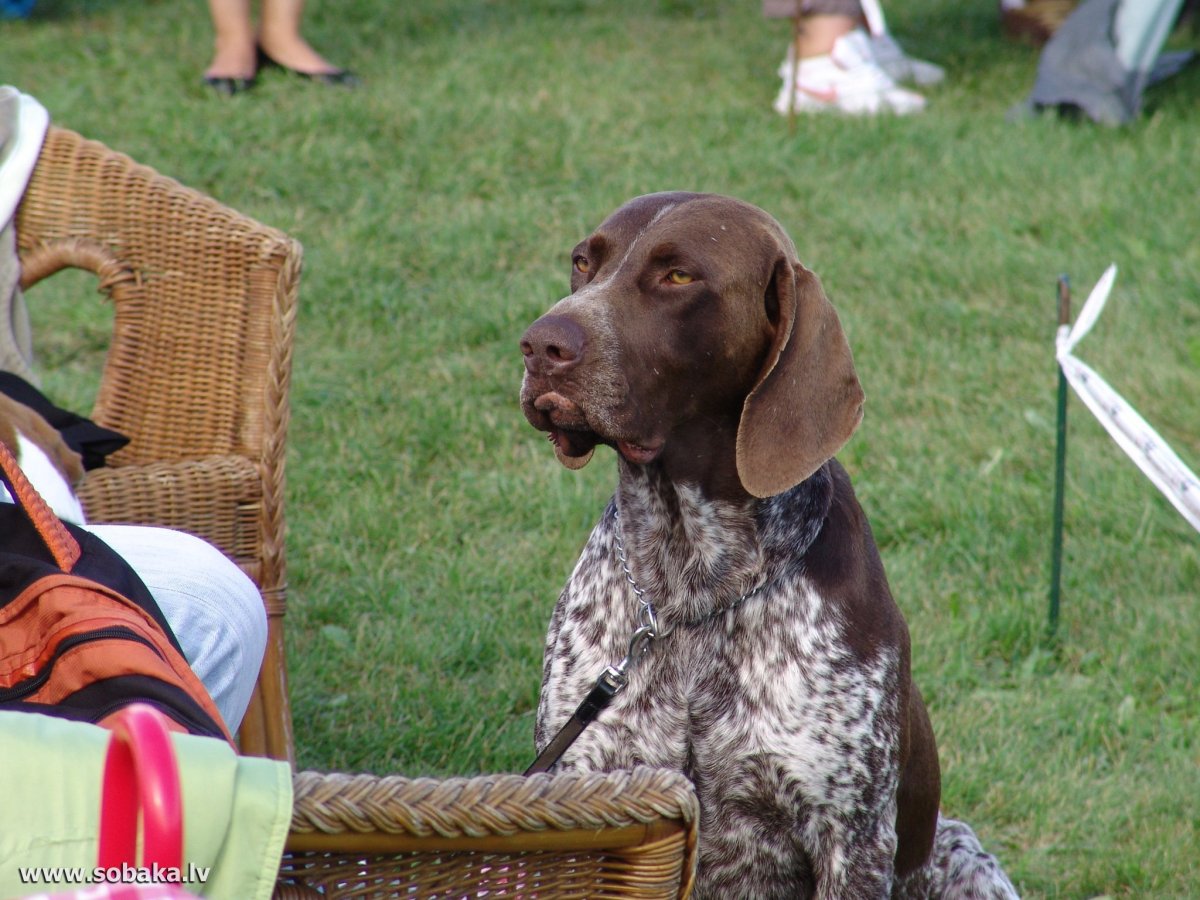 Курц Харт фото