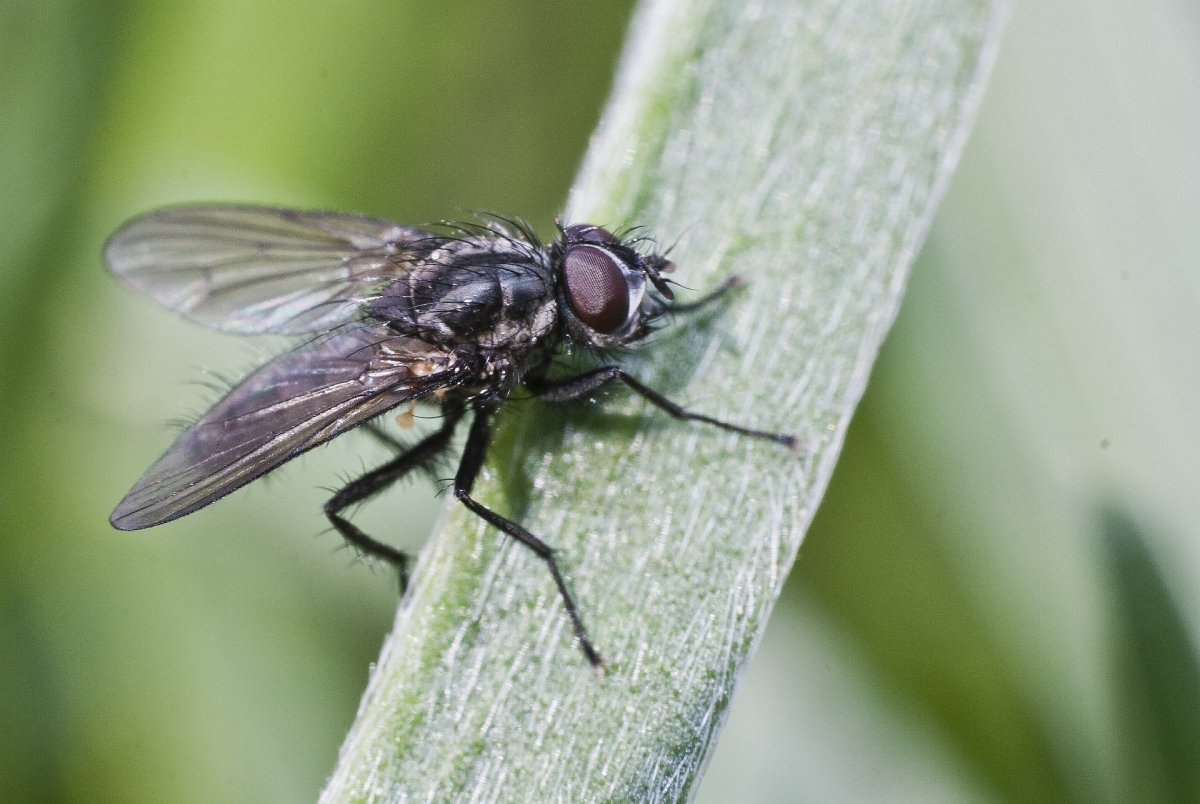 Муха толстоножка