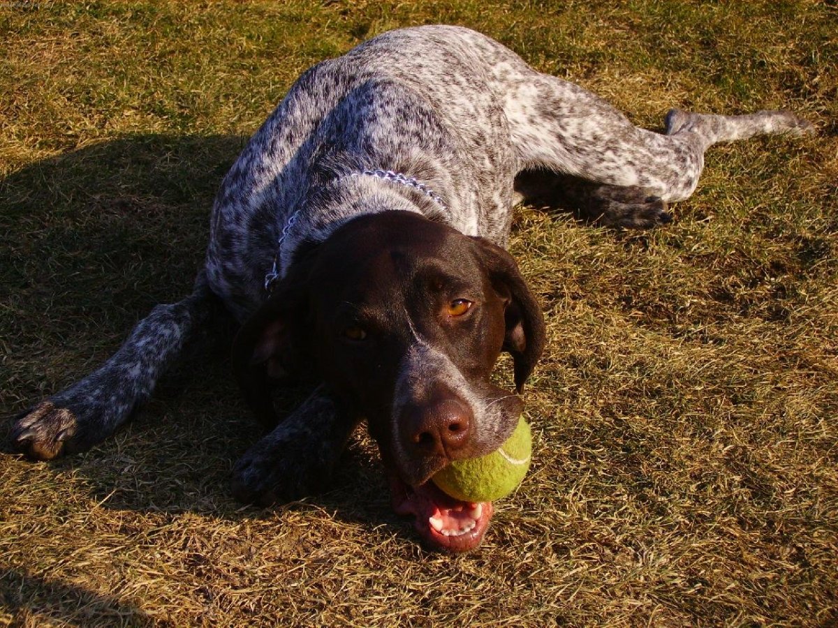 Порода собак охотничьи куртсхард