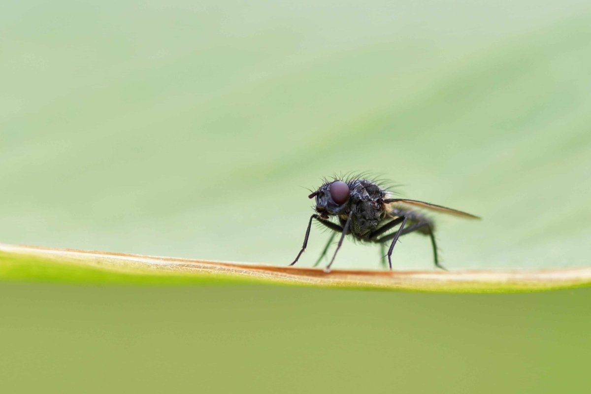 Фон для презентации Муха