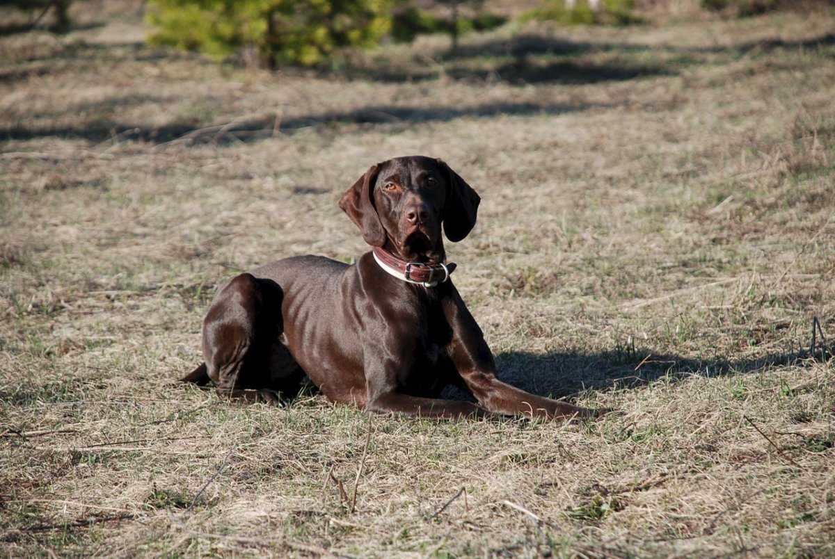 ,Курц Курцхаар Хабаровск