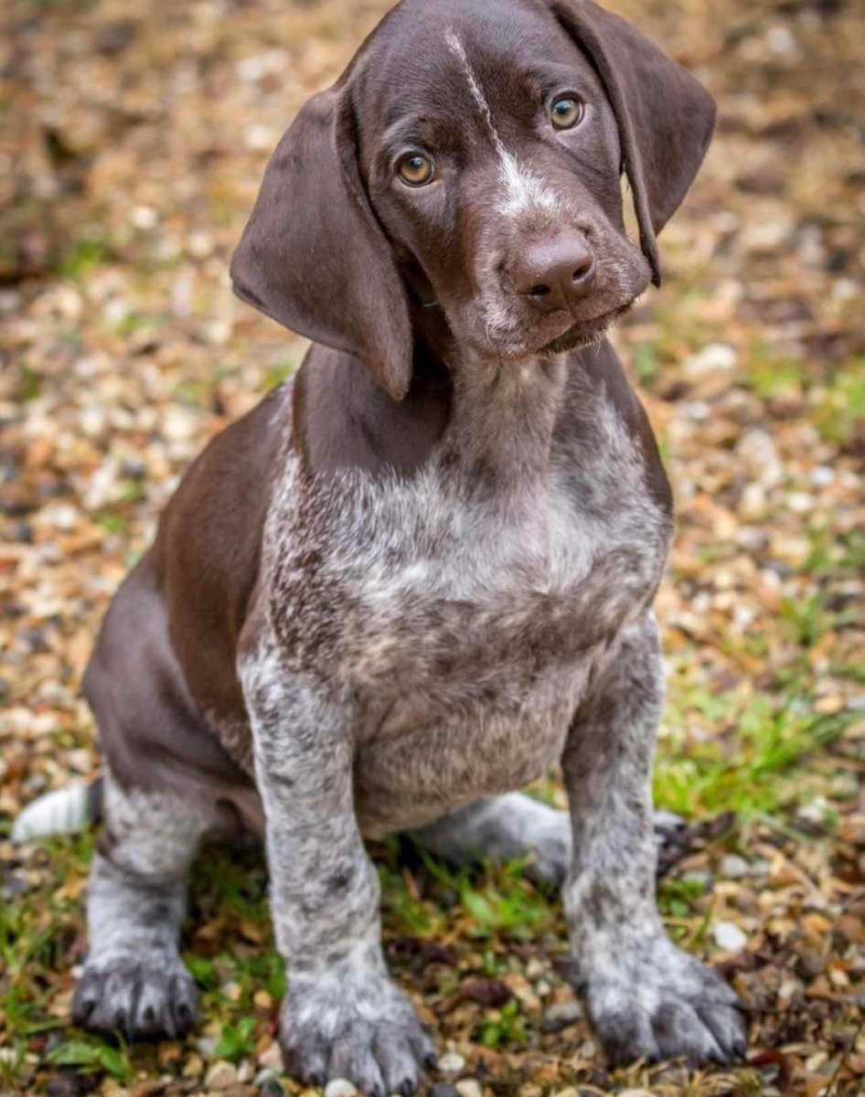 Немецкая легавая Курцхаар