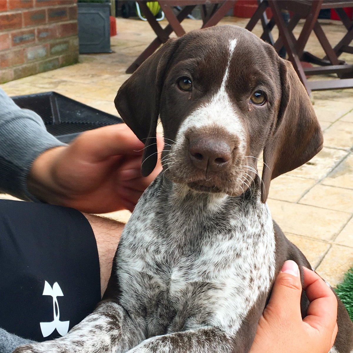 German short-haired Pointer щенок