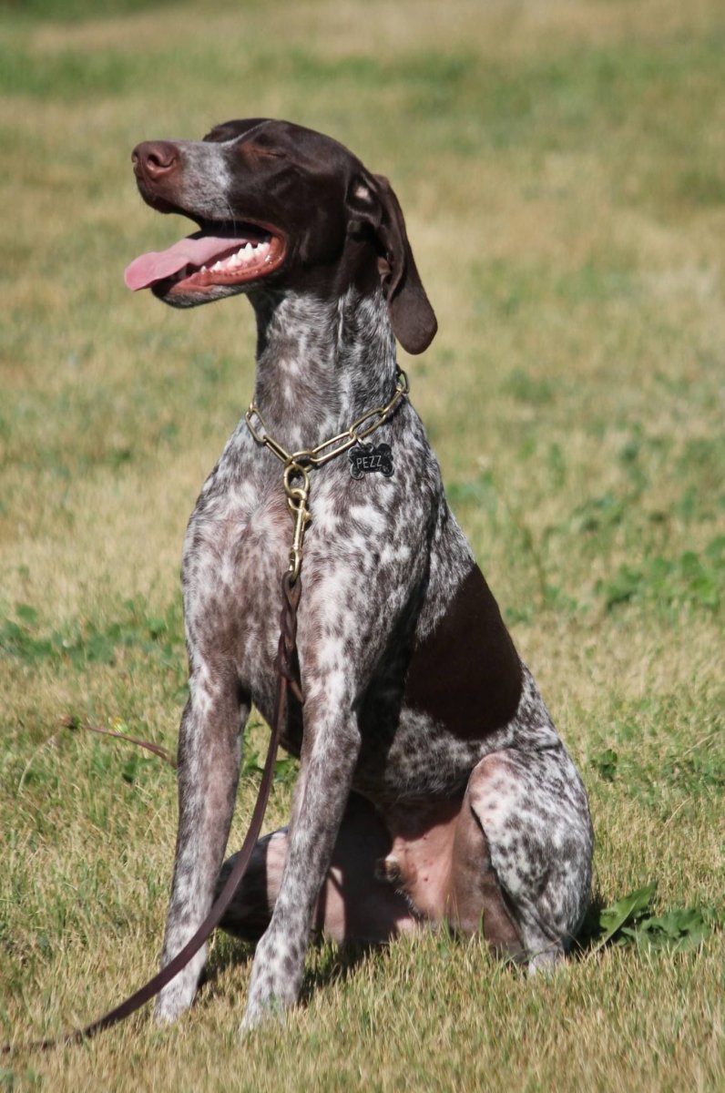 Сеттер Пойнтер Курцхаар