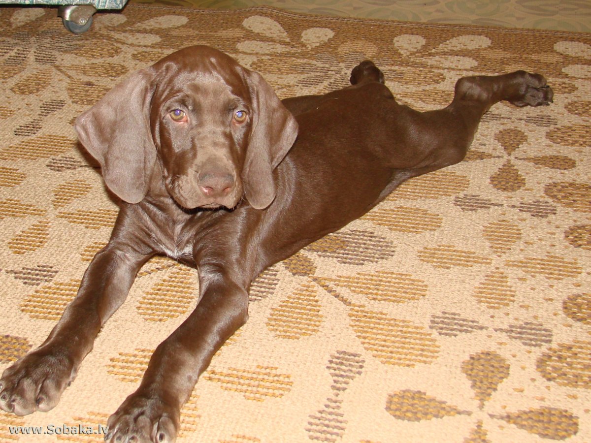 Курцхаар собака шоколадная