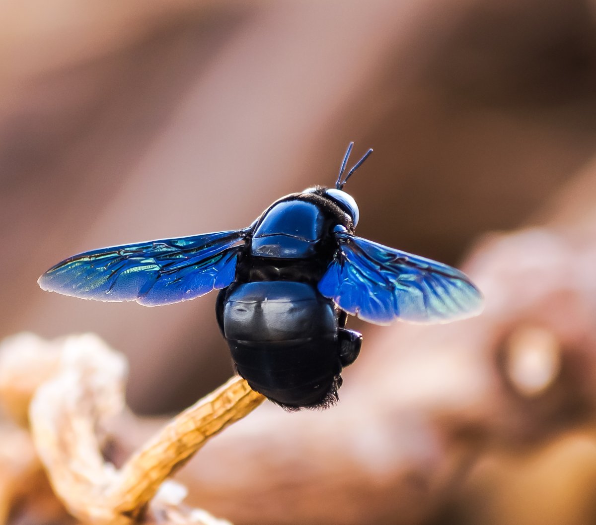 Летающие жуки