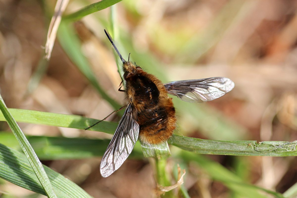Муха Колибри Бражник