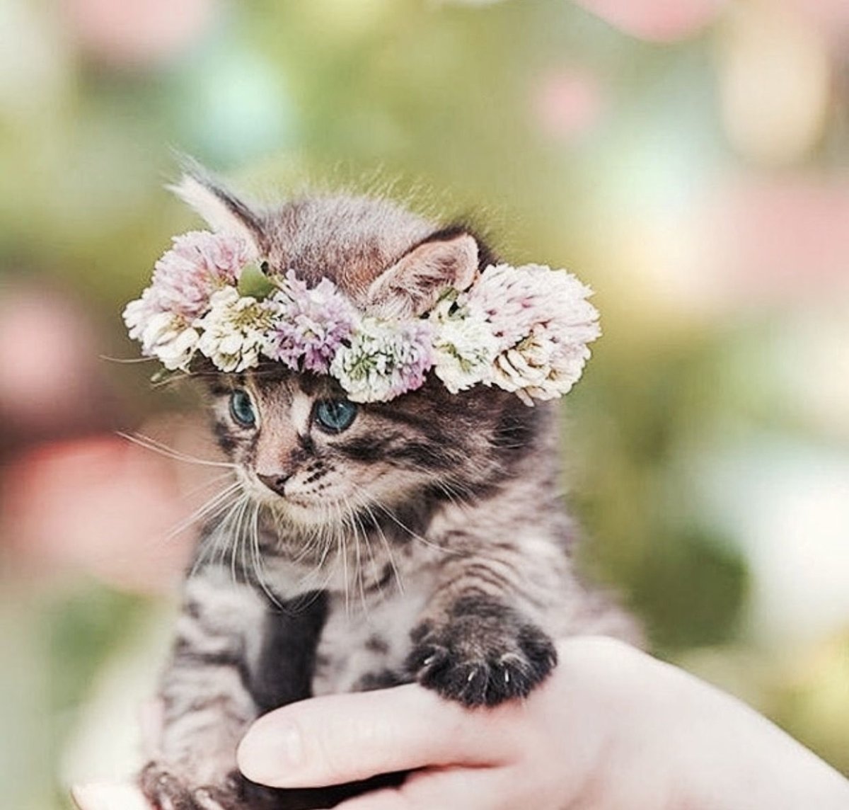 Котенок с цветочком