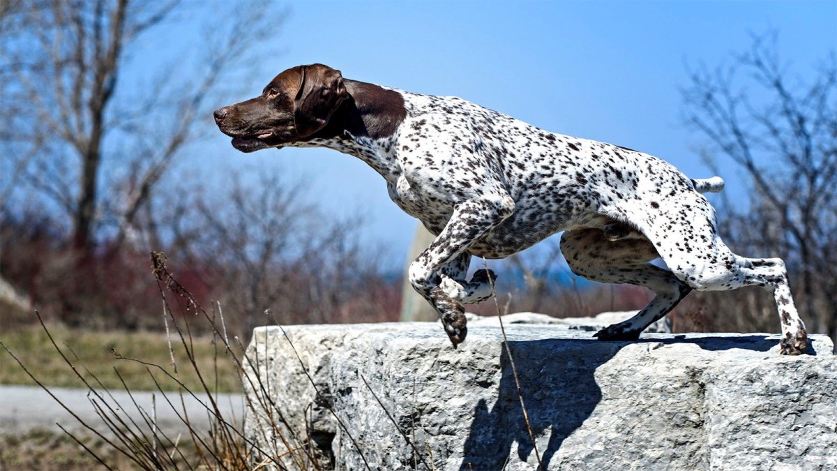 Курцхаар порода собак