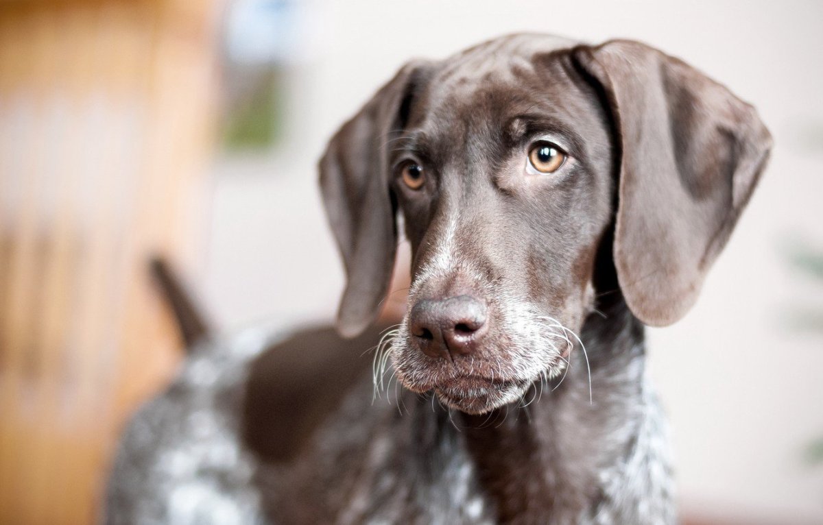 Голубоглазый Курцхаар