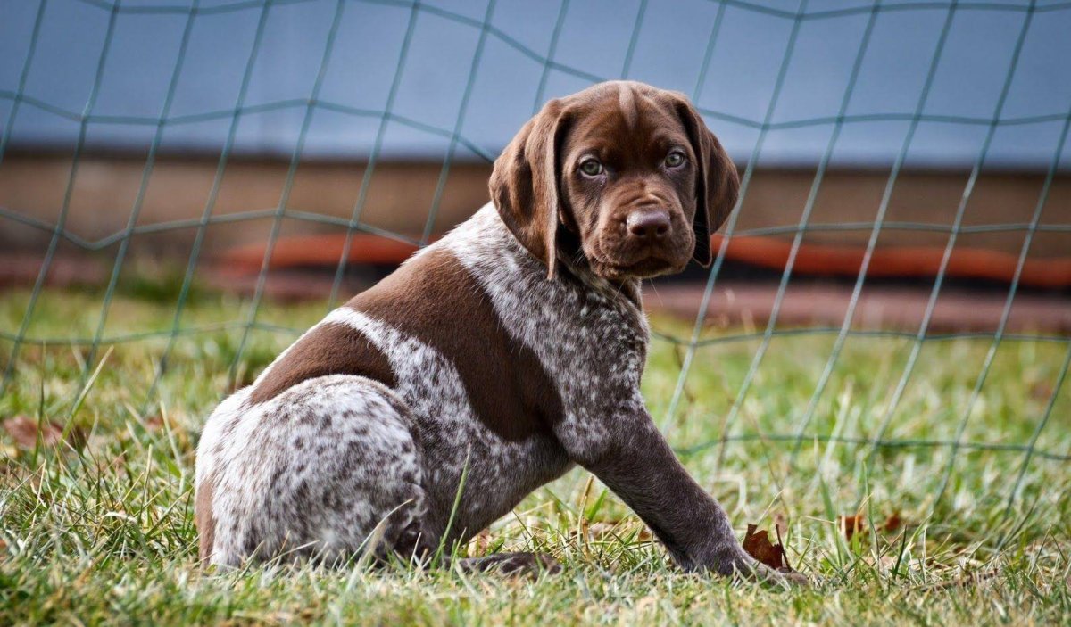 Курцхаар щенки