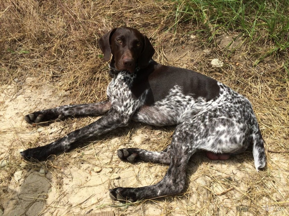 Чистокровный Курцхаар