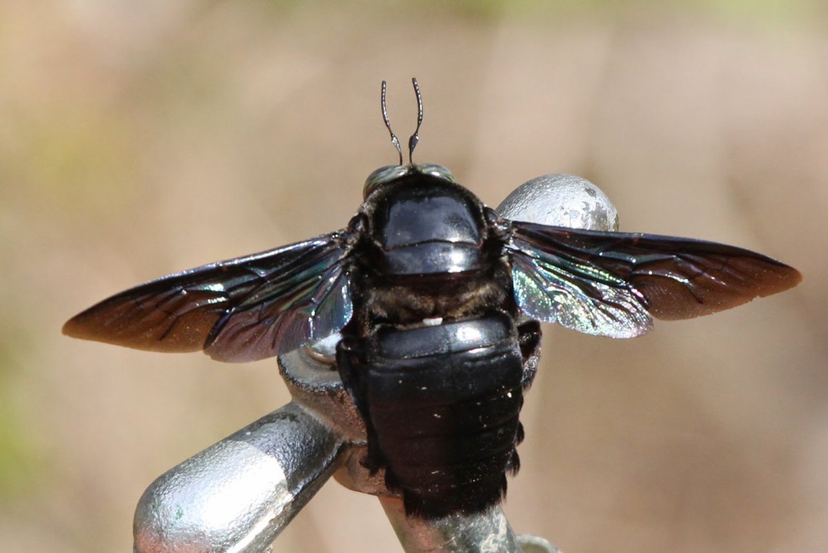 Черные большие насекомые летающие
