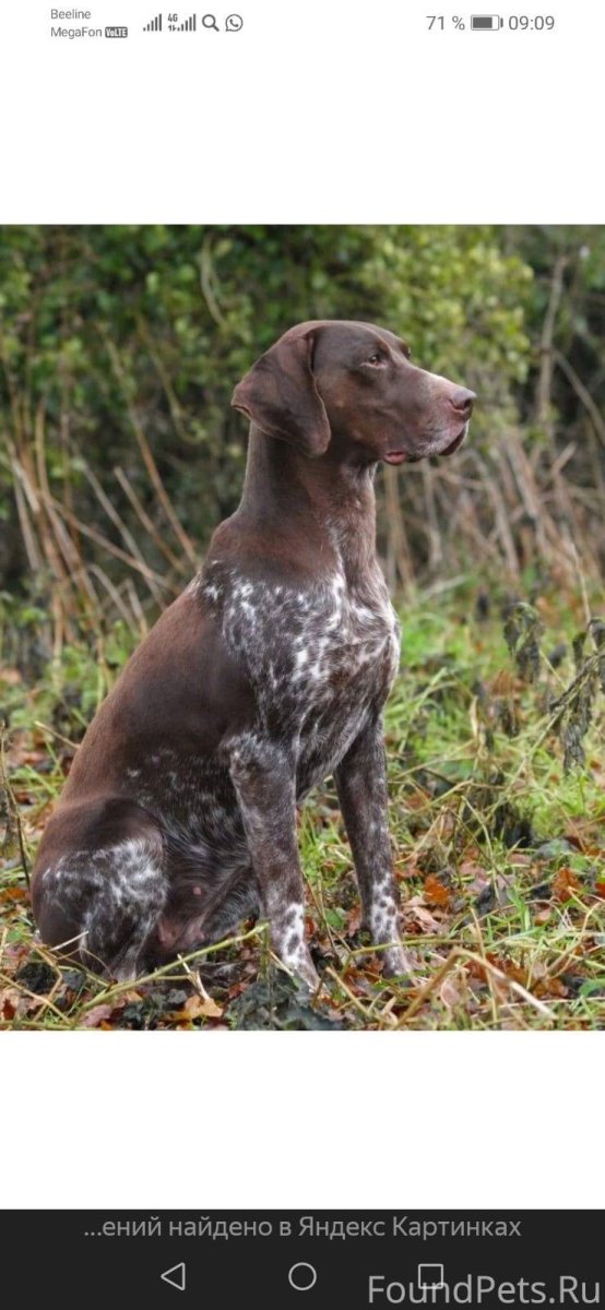 Немецкий Пойнтер Курцхаар
