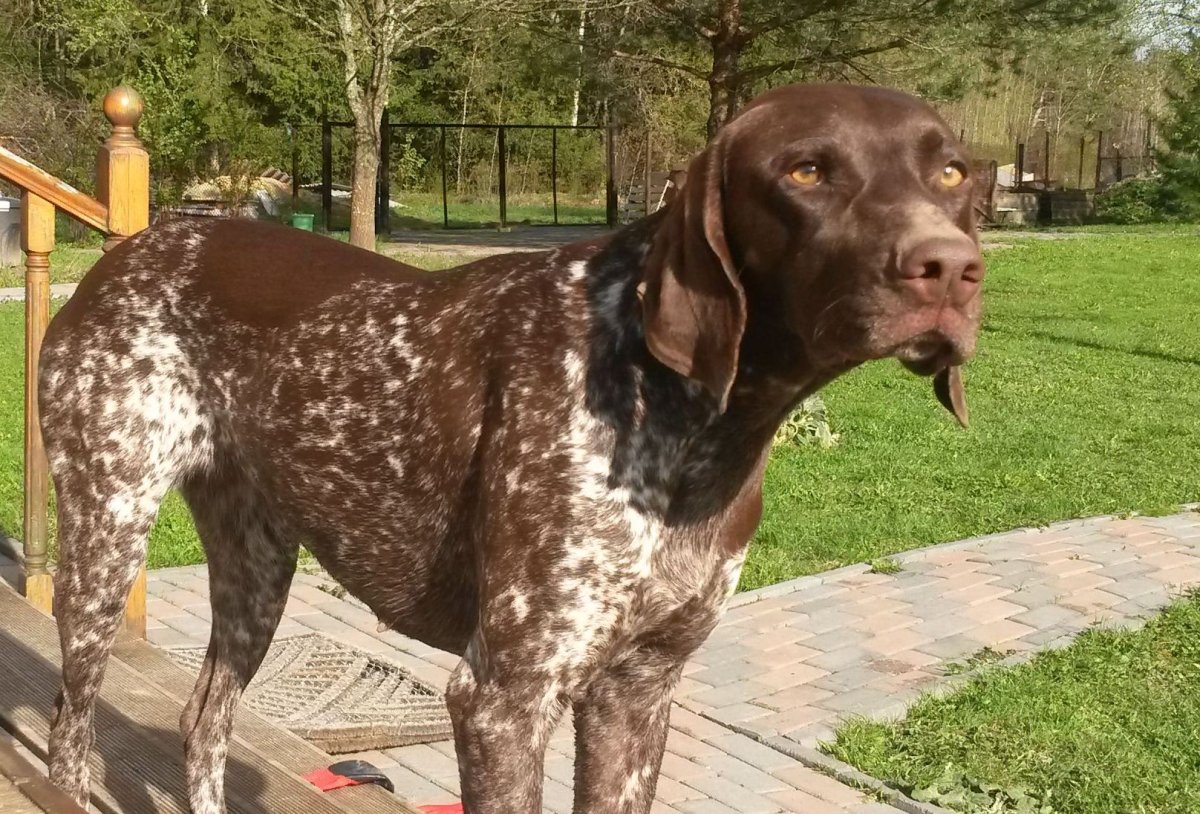 Породы собак дратхаар и Курцхаар