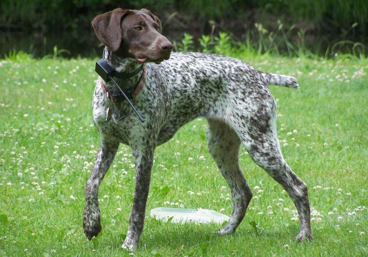 Немецкая короткошерстная легавая Курцхаар