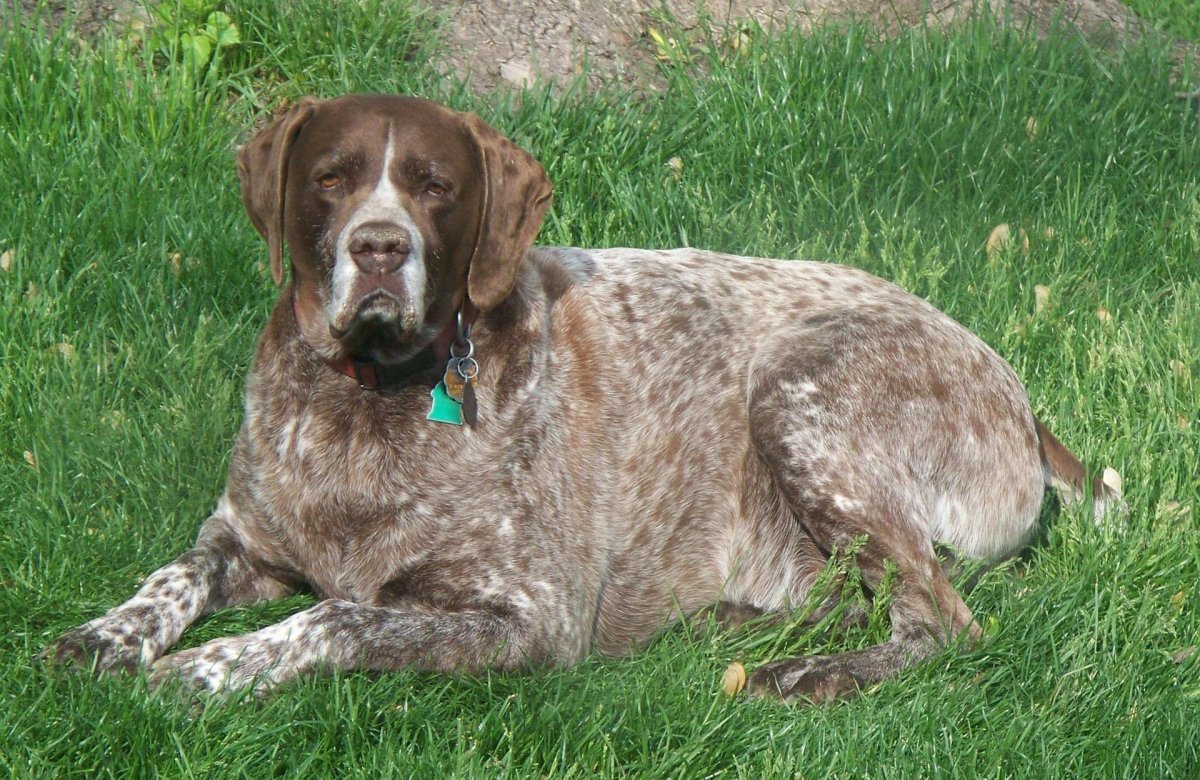 Курцхаар порода собак