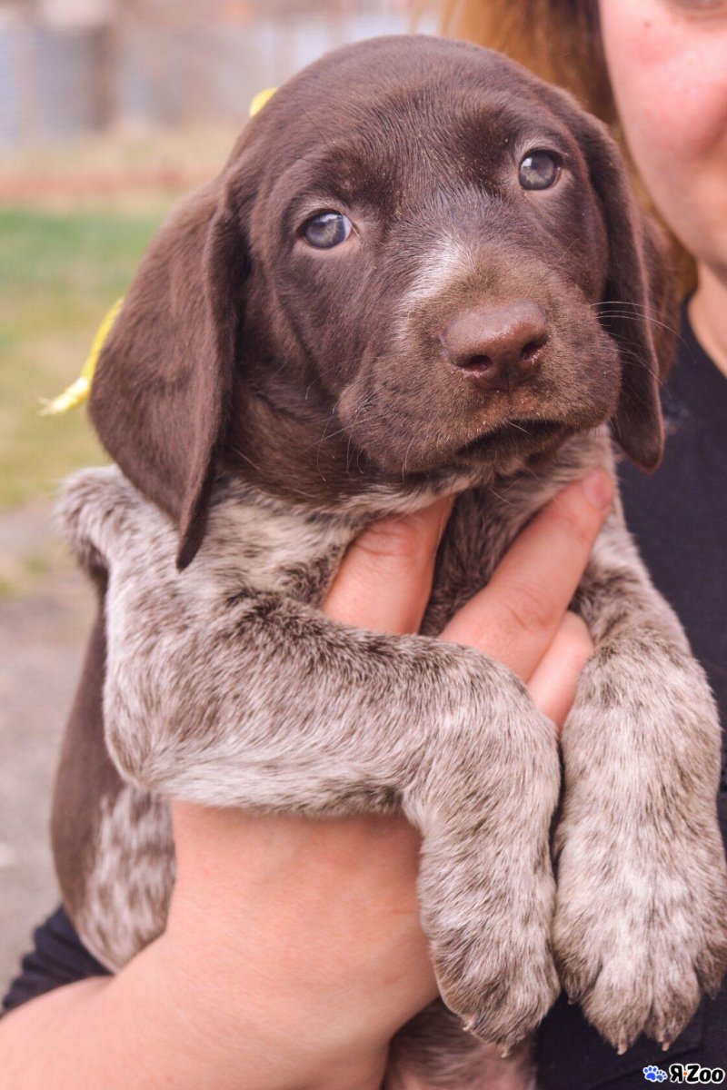 Курцхаар щенки