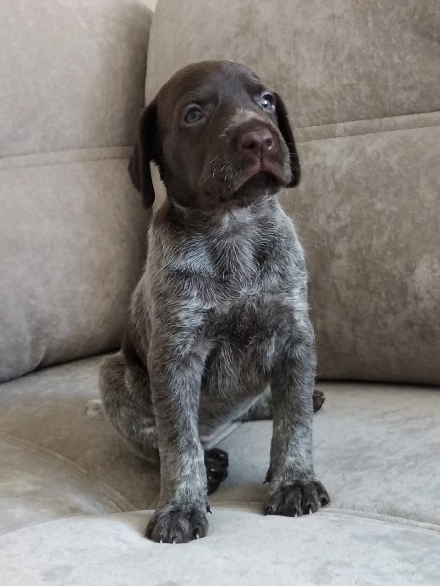 Курц Харт собака фото