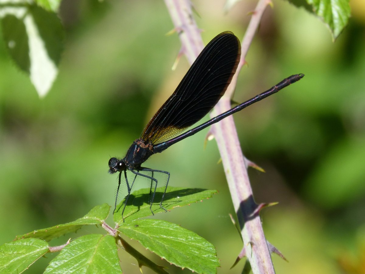 Calopteryx haemorrhoidalis