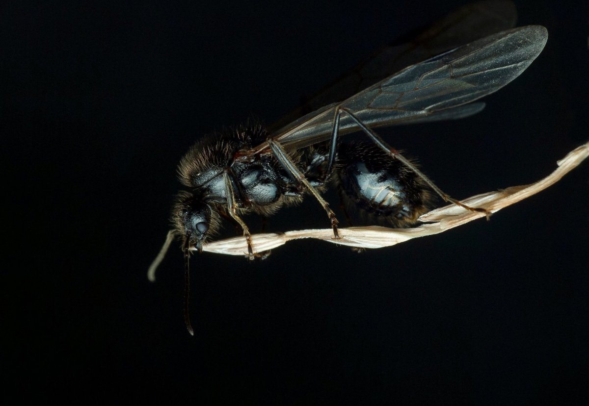 Летающие черные мухи