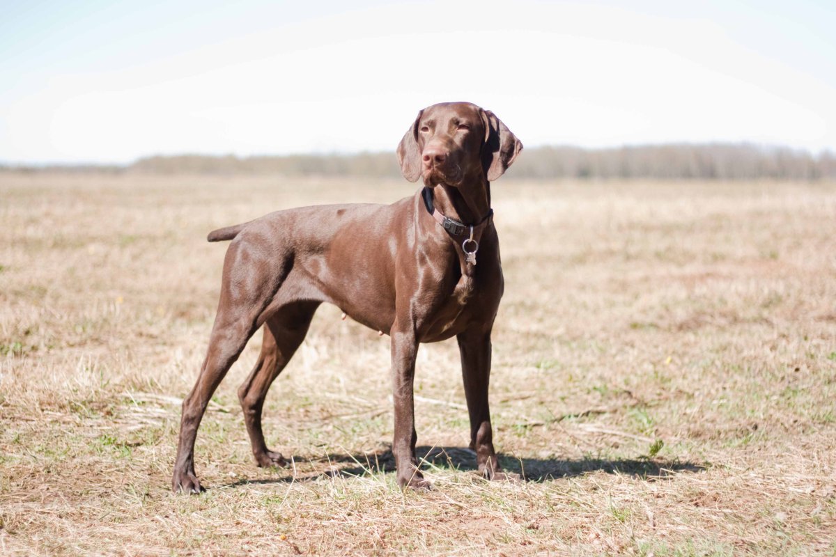 Немецкий Пойнтер Курцхаар