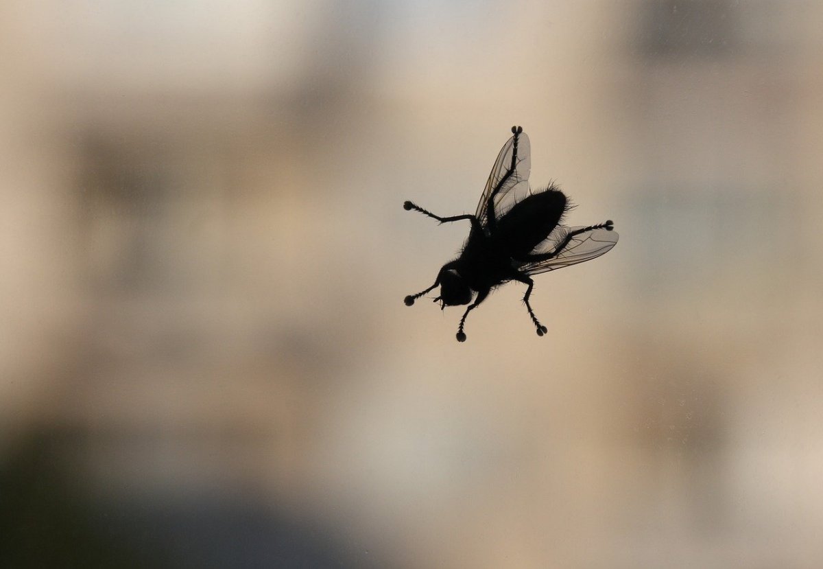 Муха на стекле