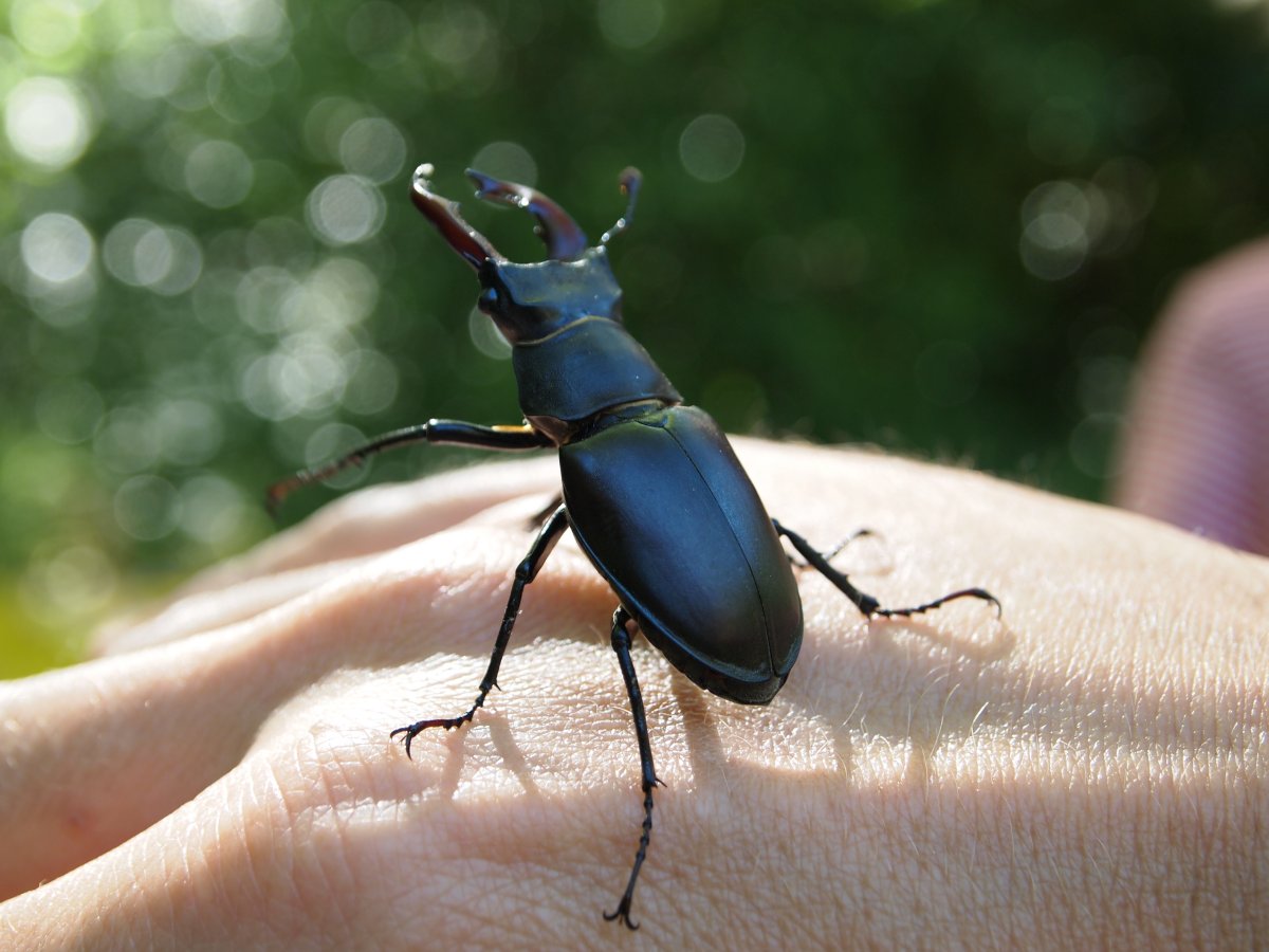 Жук Рогач черный