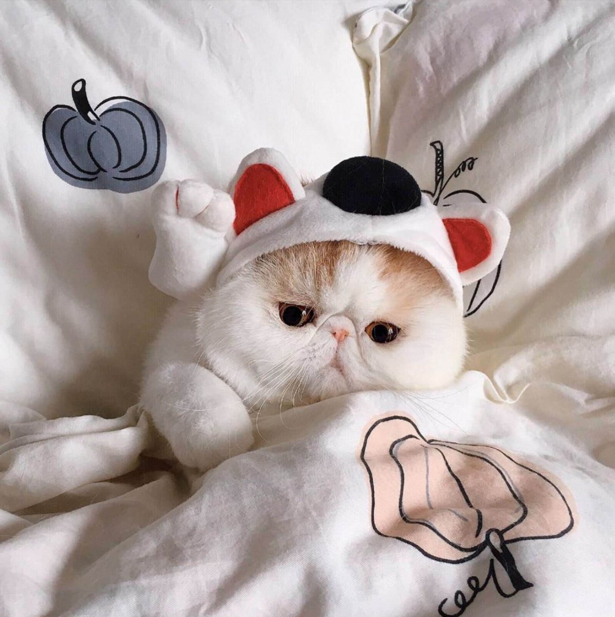 Фоточки с милыми котиками