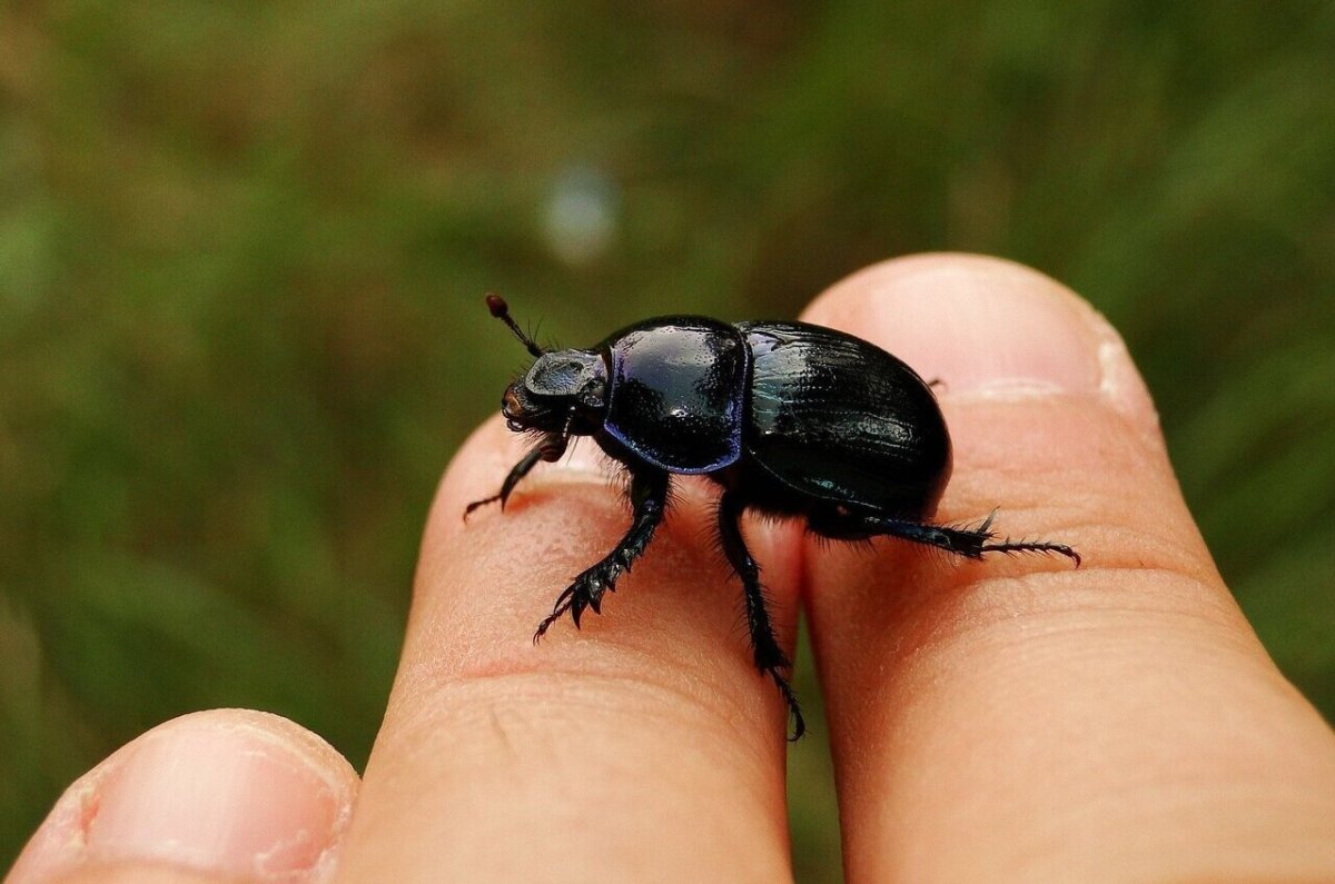 Майский Жук черный