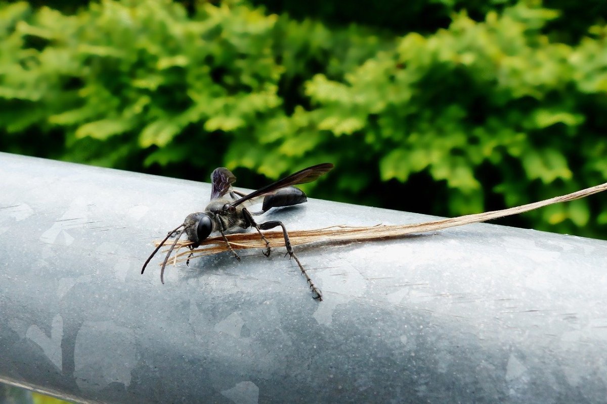 Летающие насекомые Крыма