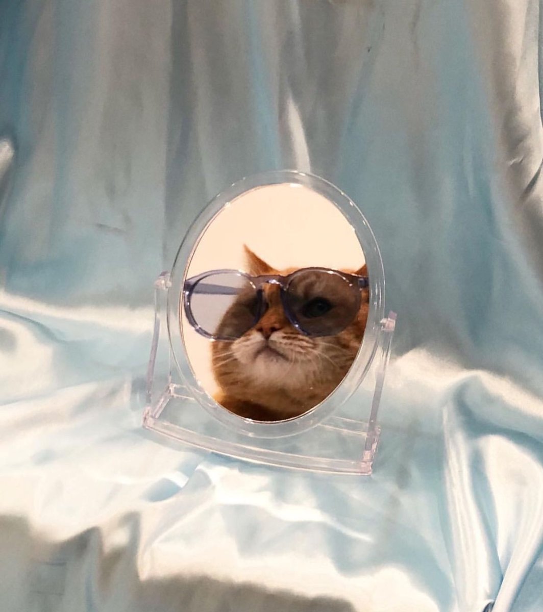 Кот в очках