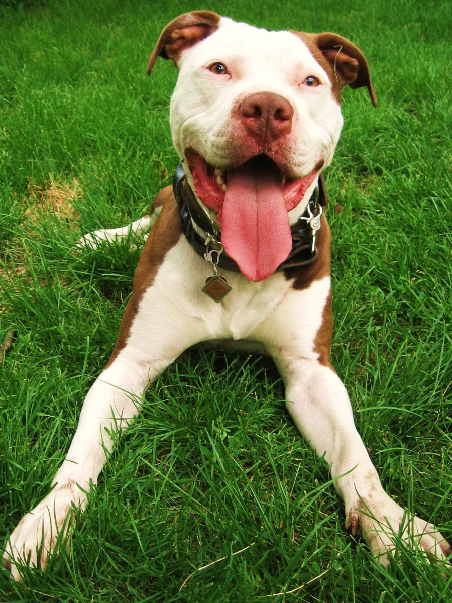 Аргентинский дог альбинос