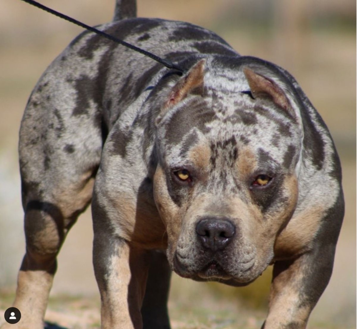 Американский питбультерьер оскал