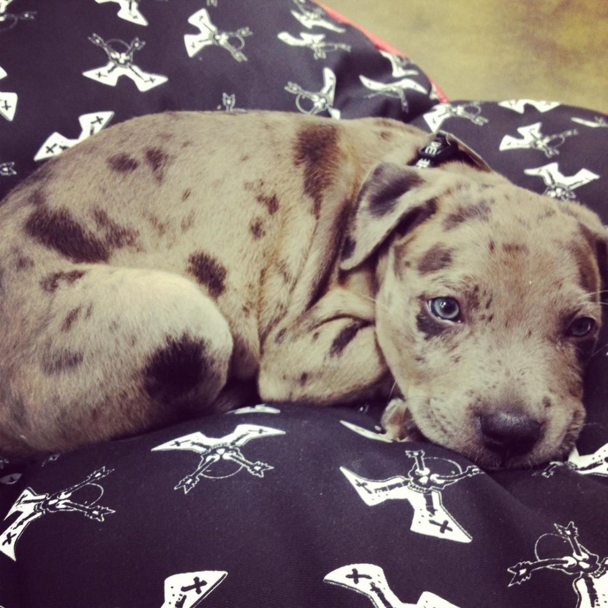 Леопардовый питбуль