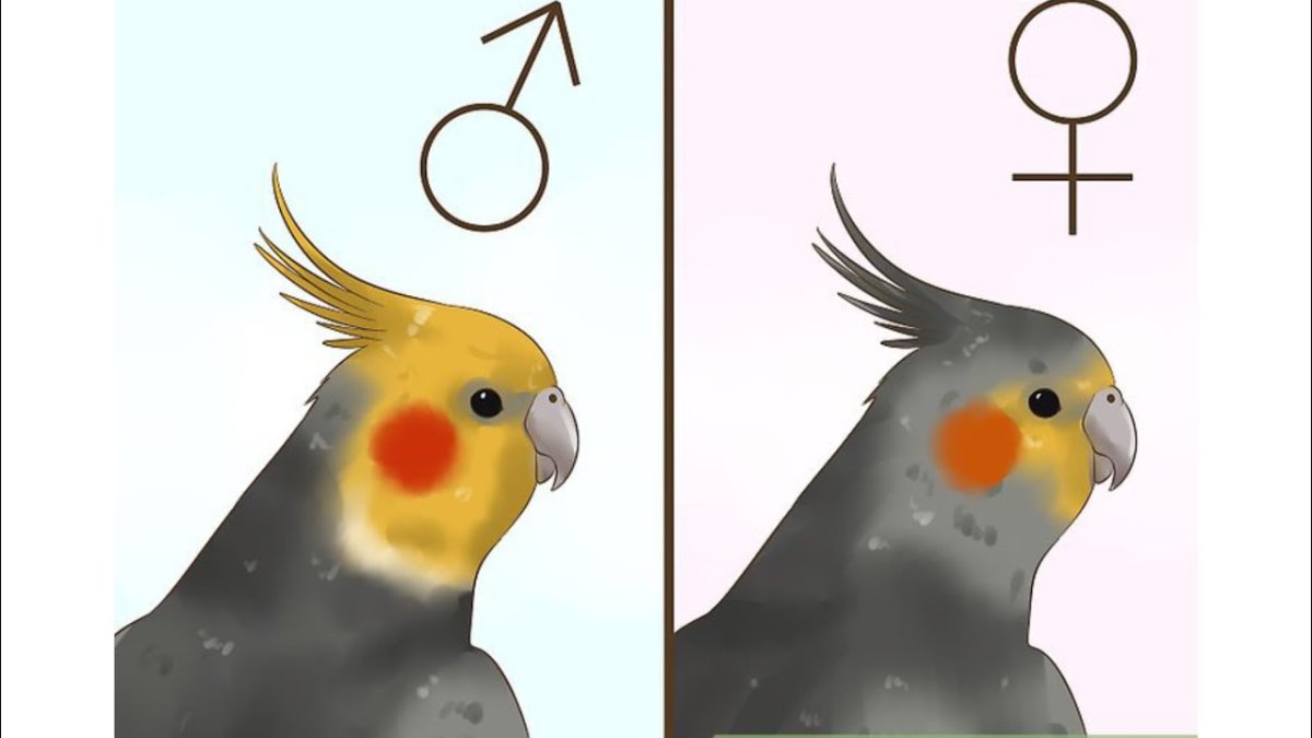 Взрослый попугай корелла