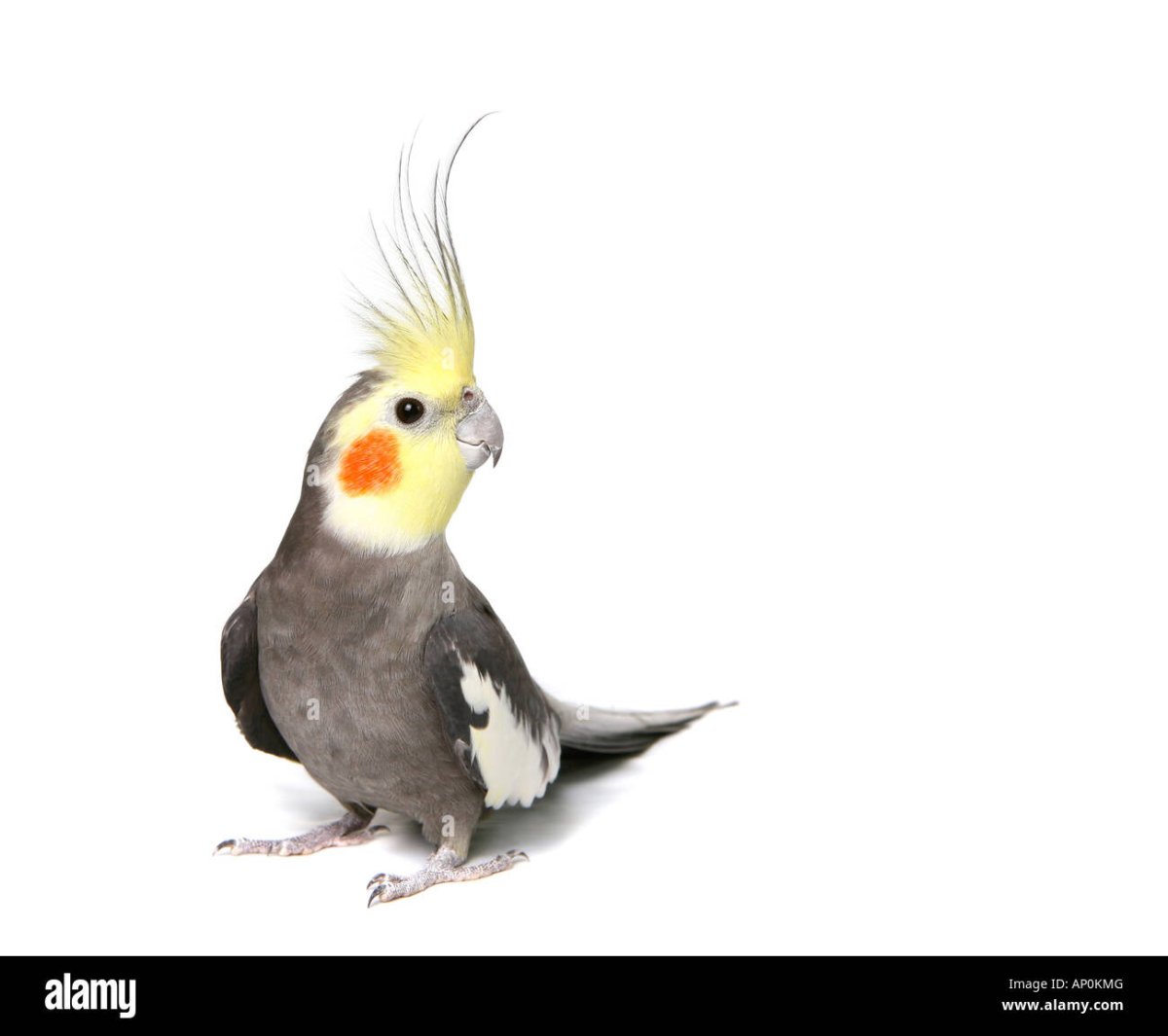 Попугай корелла