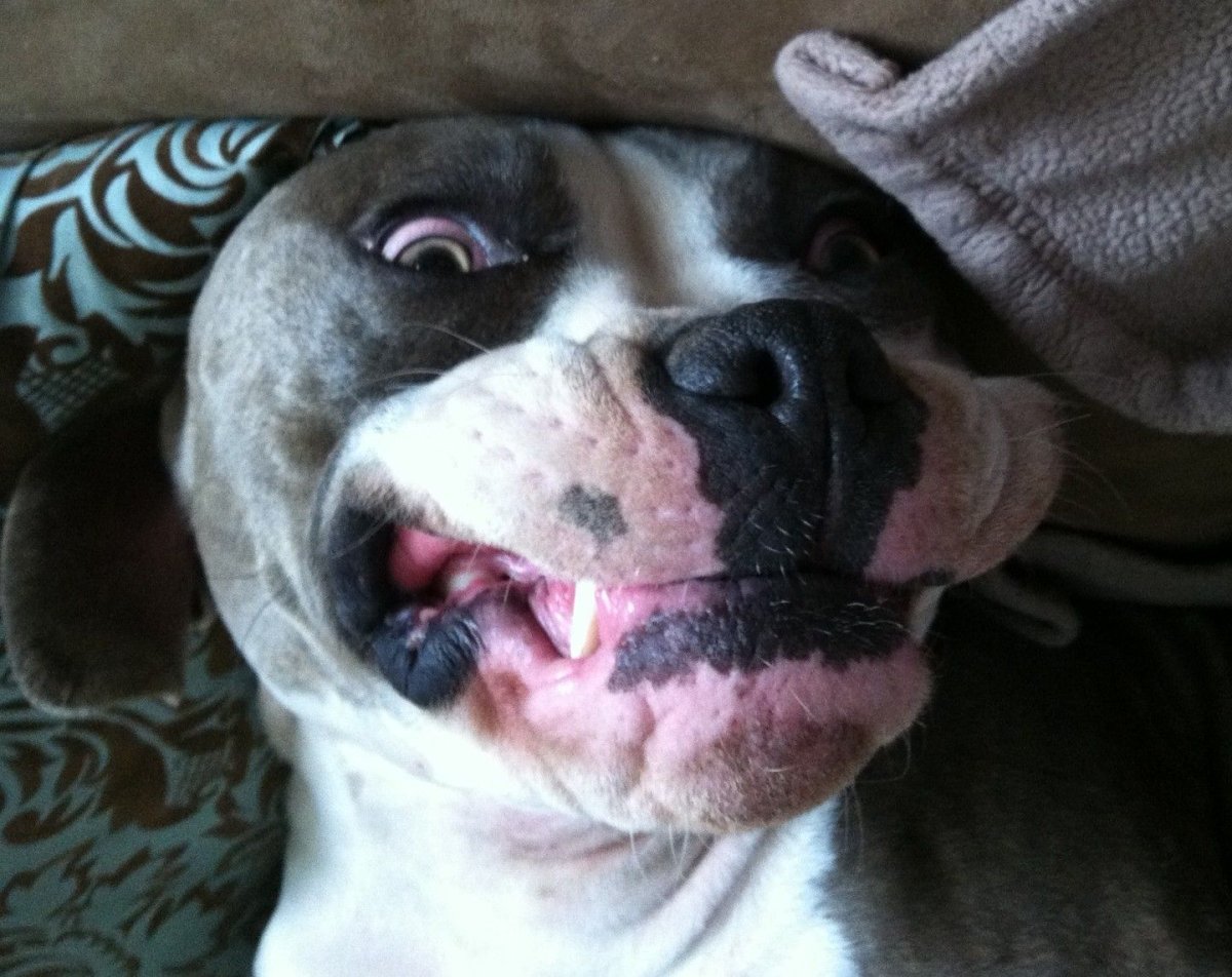 Титус албанский питбуль