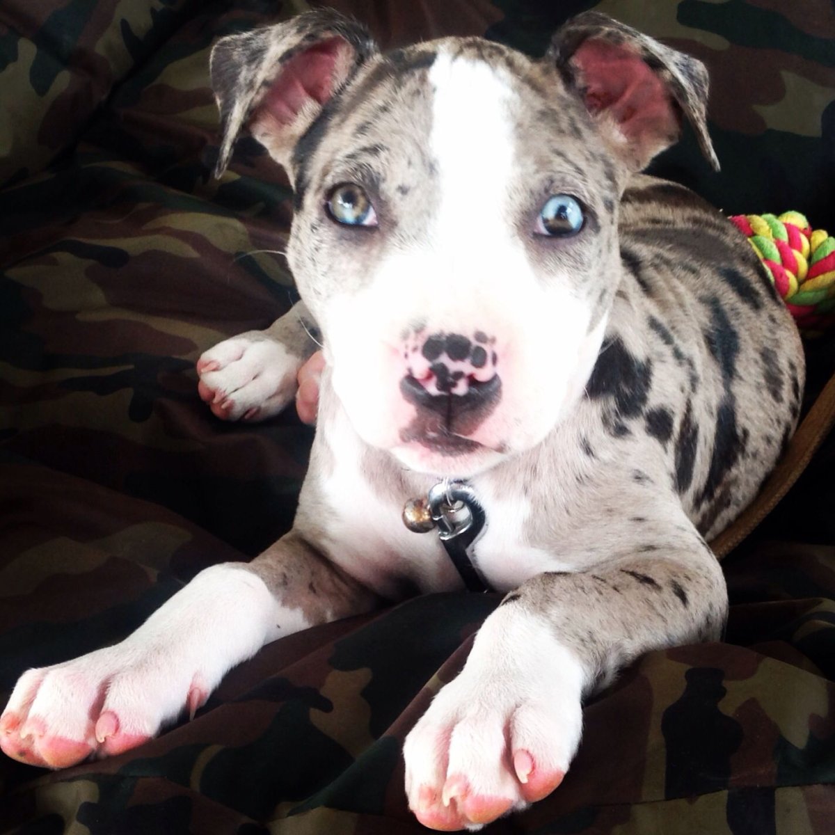 Американский стаффордширский терьер