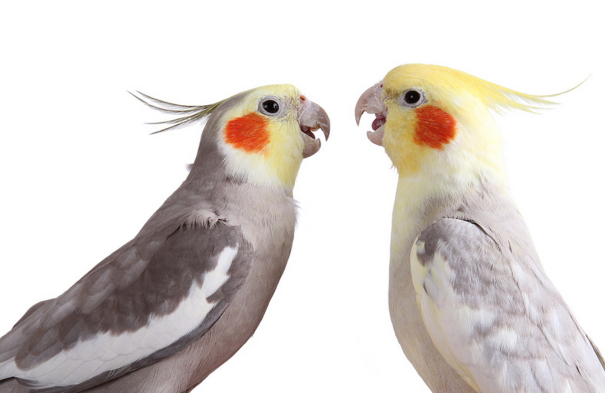 Какаду корелла волнистый