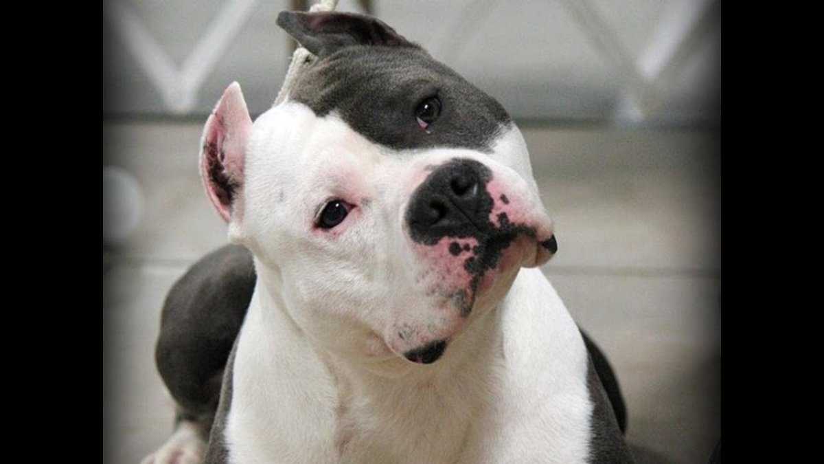 Стаффордширский терьер тигровый